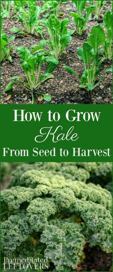 Tips for Growing Kale in Your Garden including how to grow kale from seed, when to plant kale, how to transplant kale, & when and how to harvest kale plants. How To Grow Kale From Seed, Kale Plant How To Grow, Growing Kale In Garden, Growing Kale From Seed, Growing Kale In Containers, How To Harvest Kale, Kale Growing, How To Grow Beets, Kale Garden