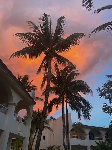 Mexico | palmtrees | summer 9 Am In Calabasas, 2014 Filter, Tanning Aesthetic, Old Money Boy, Tropical Princess, Summer Palm Trees, Palm Tree Drawing, Beach Nights, Beach Wallpaper Iphone