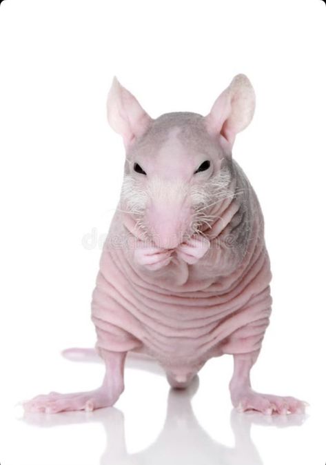 Rat Sitting, Hairless Animals, Hairless Rat, Sewer Rat, White Rat, Rat Tattoo, Mole Rat, Cute Rats