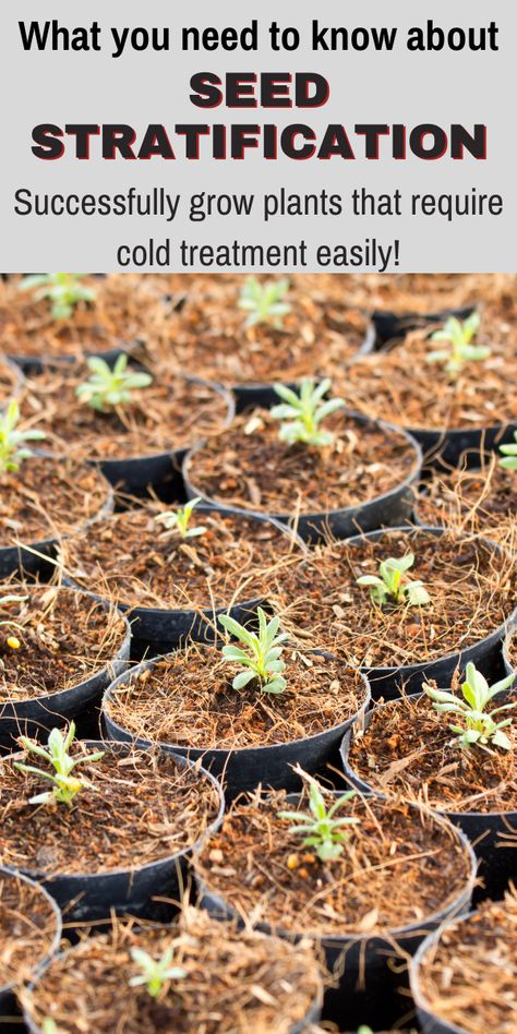 What Seeds Need Cold Stratification, Cold Stratification Seeds, Seed Stratification, Allotment Planning, Garden 101, Garden Homestead, Potted Fruit Trees, Seeds Growing, Winter Sowing