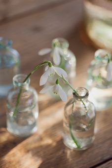 Snowdrop - The Little Stitcher Carnations And Snowdrops, Snow Drop Flower Aesthetic, Snowdrop Photography, Snowdrops In Vase, Snowdrop Ending, Rustic Comforter, Hidden Garden, Blooming Trees, Earthy Color Palette