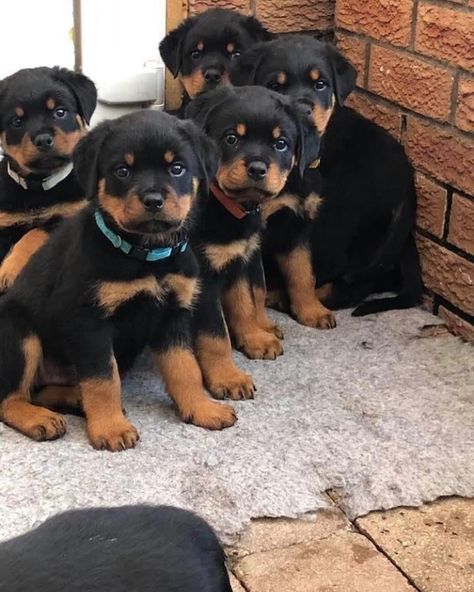 Rotwiller Puppies, Rotwilers Puppys, Big Rottweiler Dogs, Baby Rottweiler, German Rottweiler Puppies, Rottweiler Dog Breed, Puppy Litter, Rottweiler Lovers, Super Cute Dogs