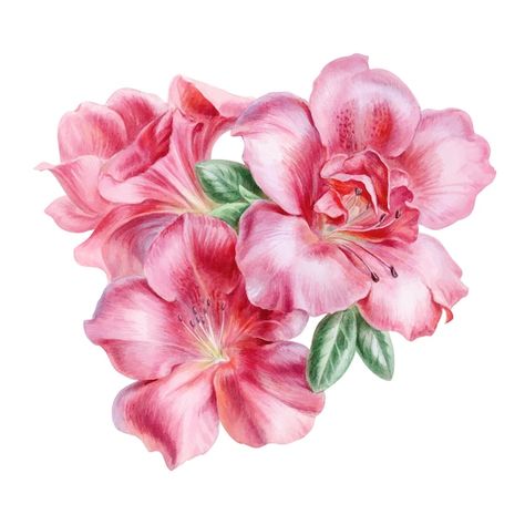 Azealia Flower, Bouquet Illustration, Azalea Flower, Pink Azaleas, Illustration Watercolor, Neck Tattoo, Premium Vector, Watercolor Painting, Flowers Bouquet