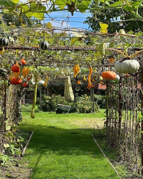 Jasper Conran on Instagram: "Every now and then, if you’re lucky, you come across something wonderful that you’ve never seen or experienced before but which makes your heart beat faster. This was the case when we went to lunch with our friends Caddy and Chris nearby and she showed me her pumpkin and Gourd tunnel. Pure gravity defying magic. @caddywilmotsitwell #caddywilmotsitwell" Pumpkin Tunnel, Gourd Tunnel, Jasper Conran, Heart Beating Fast, White Garden, White Gardens, Heart Beat, Lucky You, Now And Then