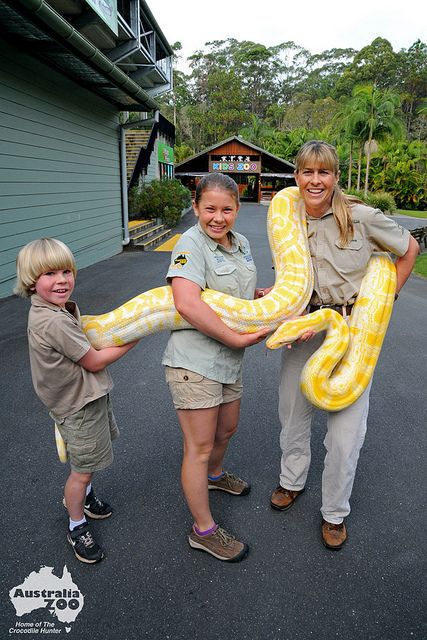 Robert, Bindi and Terri Irwin moving Alimah the albino Burmese Python at Australia Zoo, Beerah, Sunshine Coast. Terri Irwin, Irwin Family, Burmese Python, Crocodile Hunter, Bindi Irwin, Steve Irwin, Australian Animals, Reptiles And Amphibians, Queensland Australia