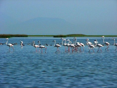 Which wetland site of India is the first site selected under Ramsar Convention Chilika Lake, Wildlife Of India, Nature Tour, Wildlife Sanctuary, Tourist Places, Famous Places, Tour Operator, Early Bird, Hidden Gem