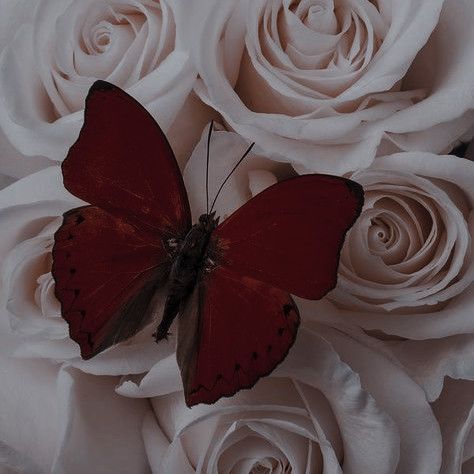 Dark Red Wallpaper, Loving Him Was Red, Scrapbook Printing, Iphone Lockscreen Wallpaper, Red Icons:), Red Butterfly, Pretty Images, Pretty Roses, Red Art