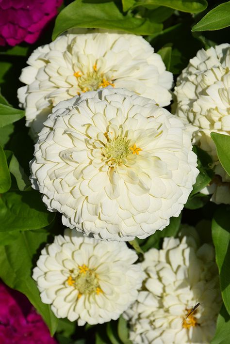 Zesty White Zinnia (Zinnia elegans 'Zesty White') in Lafayette, Louisiana (LA) at All Seasons Nursery White Zinnia, Garden Border Edging, Zinnia Elegans, Alpine Garden, Lafayette Louisiana, Zinnia Flowers, Attract Butterflies, Low Maintenance Plants, Garden Borders