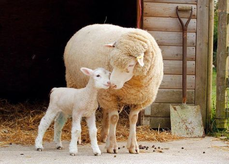 Ewe And Lamb, Young Ones Of Animals, Sheep Reference, Lamb Aesthetic, Lamb Photo, Bethel Worship, Suffolk Sheep, Animal Illustration Kids, Sheep Face