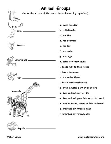 Learn about Animals Classification from Exploringnature.org Animals Classification, Animal Classification Worksheet, Classifying Animals, Animal Traits, Vertebrates And Invertebrates, Science Earth, Library Lesson Plans, Animal Classification, Animal Adaptations