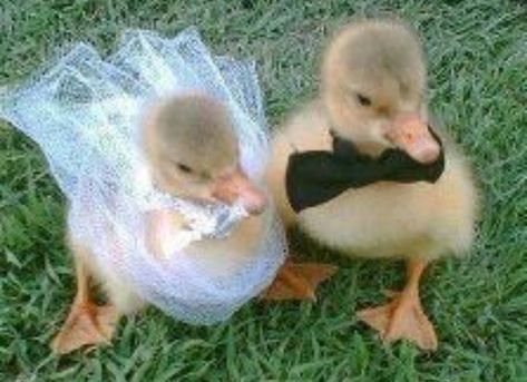 Animal Duos, Farm Vibes, Animal Couples, Duck Couple, Aesthetic Finds, Pinterest Widget, Cute Ducklings, Couple Stuff, Precious Animals