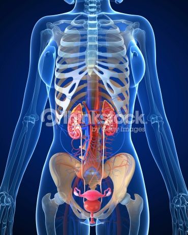 Human Body Organs Anatomy, Urinary Bladder, Anatomy Images, Human Body Organs, Urinary System, Dental Photography, Chiropractic Clinic, Holistic Diet, Human Body Anatomy