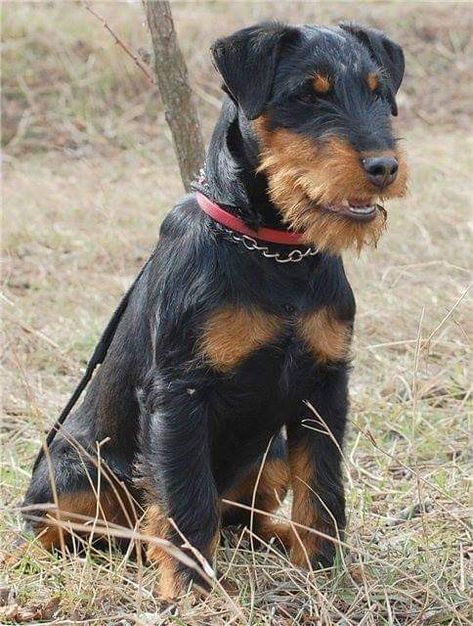 Jagdterrier Hunting, Man Best Friend, Cute Paws, Fit Dogs, Short Comic, Purebred Dogs, Hunting Dog, Two Cats, Good Dog