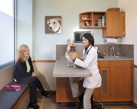 Dog Clinic, Vet Office, Animal Clinic, Hospital Interior, Clinic Interior Design, Vet Med, Hospital Interior Design, Hospital Design, Pet Clinic