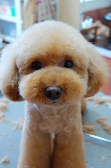 50 Poodle Haircuts You'll Definitely Love - HairstyleCamp Toy Poodle Haircut Teddy Bears, Toy Poodle Puppy Cut, Miniature Poodle Haircuts, Poodle Puppy Cut, Toy Poodle Haircut, Teddy Bear Poodle, Poodle Haircuts, Puppy Haircut, Toy Poodle Puppy