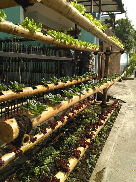 Aquaponics Greenhouse, Bamboo Diy, Growing Bamboo, Bamboo Building, Best Garden Tools, Bamboo House Design, Hydroponic Farming, Bamboo Structure, Bamboo Architecture