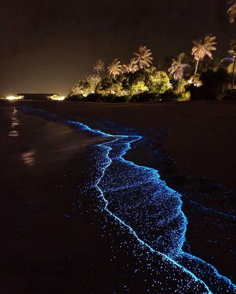 Maldives Light Beach, Maldive Sea Of Stars, Sea Of The Stars Maldives, See Of Stars Maldives, Maldives Sea Of Stars Night, Maldives Island At Night, Sea Pf Stars Maldives, Beach Of Stars, Maldives Star Sea