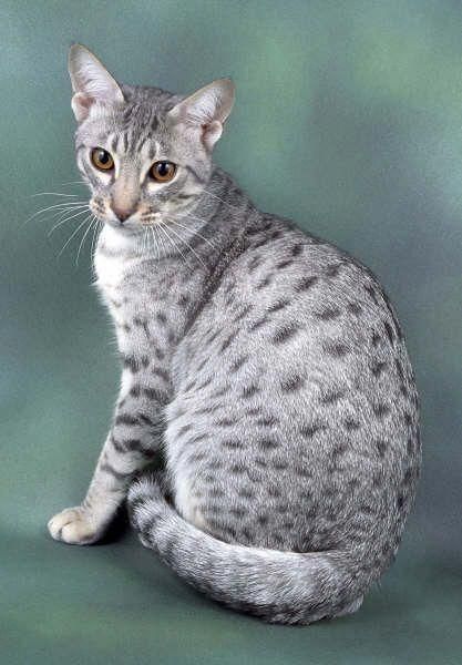 Hypoallergenic Cats, American Shorthair Cat, Ocicat, Spotted Cat, Exotic Cats, American Shorthair, Abyssinian Cats, Gorgeous Cats, Abyssinian