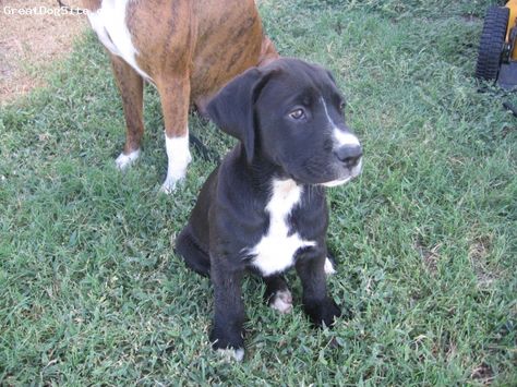 Boxador 8 weeks, so this is what KC must have looked like then. She's 8-months now (had her 2 weeks).  Ooooh, so cute! Boxador Puppies, Black Lab Mix, Big Mom, Smile And Wave, Hybrid Dogs, Boxer Puppy, Dream Dog, Muddy Paws, Labrador Retriever Mix