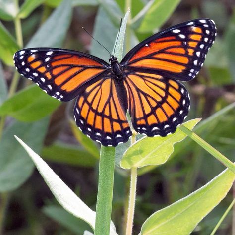 #viceroy #butterfly #orange #native #prairie #flower #bloom #nature #naturephotography #ArtForHealing #HealthcareDesign #fineartphotography #evidencedbasedart #wallart #healingart #artwork #interiordesign #photography #art #henrydomke  #artinhospitals #hdfa #pgt #limenitis Black And Orange Butterfly Tattoo, Marigold Butterfly Tattoo, Black Orange Butterfly, Butterfly Reference, Orange And Yellow Butterfly, Viceroy Butterfly, Monarch Butterfly Wings, Monarch Butterflies Art, Orange And Black Butterfly