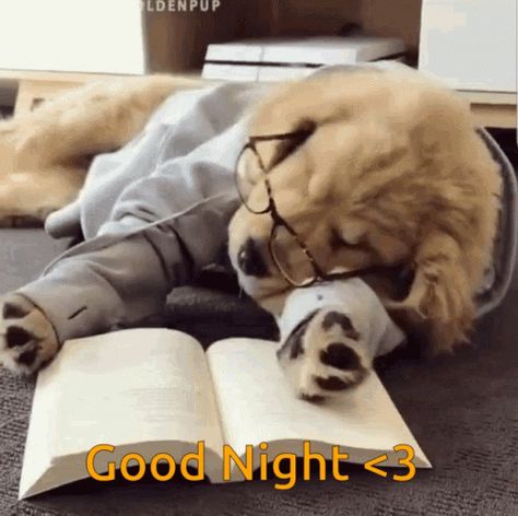 Dog Good Night, Dogs Animated, Puppies Gif, Funny Good Night Images, Good Night Hug, Book Gif, Good Night Cat, New Good Night Images, Good Night Funny