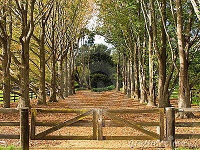 country driveway entrances | This is the driveway to a large property in rural N.S.W Farmhouse Driveway, Country Driveway, Drive Ways, Farm Entrance, Country Fences, Tree Lined Driveway, Driveway Entrance, Farm Gate, Entrance Ideas