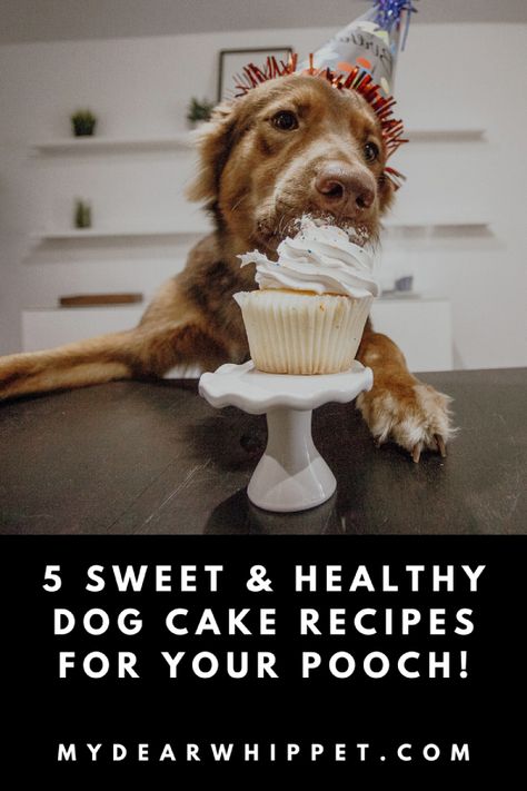 My Whippet Misty will eat anything. However, it’s not good to let your dog eat foods meant for humans and cake is definitely one to watch. Having said this you can make your dog a cake that they CAN eat. In this post I provde 5 sweet and healthy dog cake recipes your pooch will adore. They're all very simple to make and they'll put a smile on your little friends face! Healthy Dog Cake Recipe, Healthy Dog Cake, Dog Cake Recipe, Dog Cake Recipes, Whippet Dog, Dog Cakes, Dog Cake, Dog Facts, Dog Pin