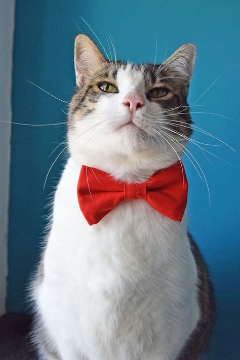 White and tabby cat wearing solid red collar bowtie Cat Bowtie, Kitten Collar, Christmas Engagement, Removable Collar, Kitten Collars, Pet Bow Ties, Cat Bow Tie, Dog Bow Tie, Wedding Pets