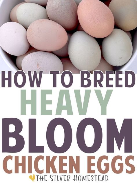 How to Breed Colored Egg Laying chickens How to Breed Heavy Bloom Egg Layers pink purple lavender purplish gray grey silver mist misty white whitish pinkish thick overlay over lay hue hued chalky pastel sand paper sandpaper rough finish speckling speckled white brown dark chocolate polka dotted dots cream hazy sheen cover egg shell eggs shells laying hen pullet color by breed rare unique chicken colors Chicken Genetics, Chicken Breeds For Eggs, Chicken Egg Colors, Molting Chickens, Egg Colors, Rainbow Chicken, Chicken Flock, Backyard Chicken Farming, Raising Backyard Chickens