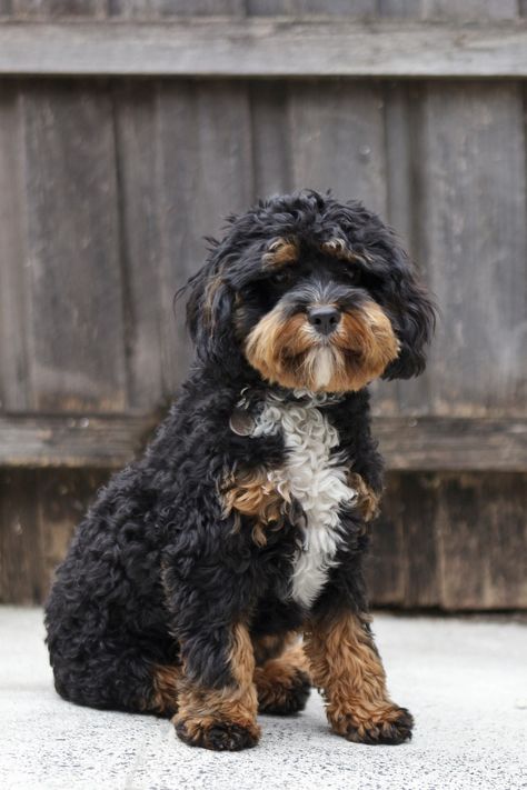 Fuzzy Animals, Cockapoo Puppies, Cavapoo Puppies, Always Hungry, Funny Dog Pictures, Healthy And Happy, Dog Leads, Dogs Of The World