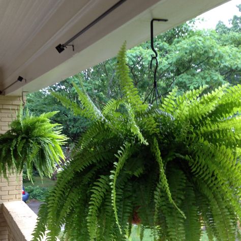 Macho Boston Ferns. A great idea for open porches. Hanging Plants Porch Ideas, Boston Fern In Bathroom, Boston Fern Bathroom, Over Wintering Boston Ferns, Boston Fern Hanging, Variegated Boston Fern, Plant Holder Macrame, Bathroom Plant, Plants Hanging