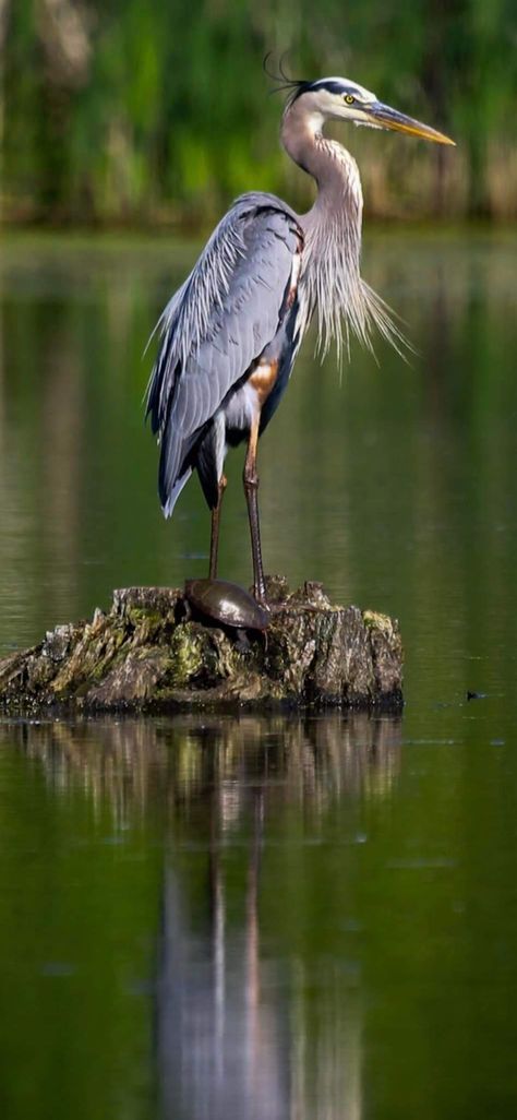 Egrets And Herons, Blue Heron Photography, Herring Bird, Heron Pictures, Ceramic Pelican, River Dragon, Heron Photography, Heron Photo, Heron Bird