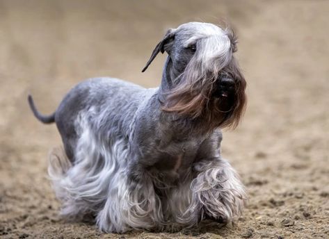 Low Shedding Dogs, Every Dog Breed, All Breeds Of Dogs, Terrier Breeds, Health Information, Terrier Puppies, Terrier Puppy, Types Of Dogs, Mixed Breed Dogs