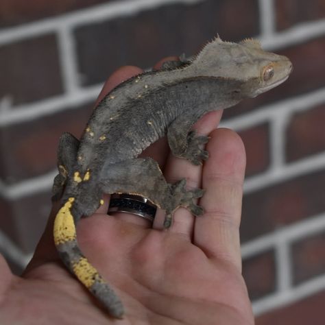 Crested Geckos, Crested Gecko, Gecko, This Guy