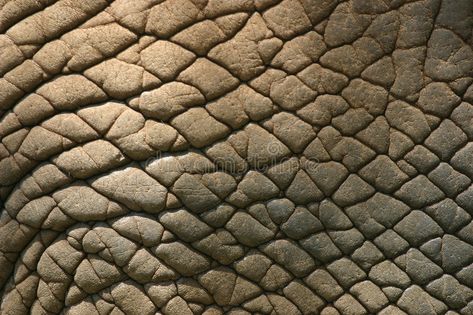 Elephant Skin, Business Vector Illustration, Organic Patterns, Miller Homes, Natural Structures, Extreme Close Up, Animal Study, Elephant Painting, Organic Pattern