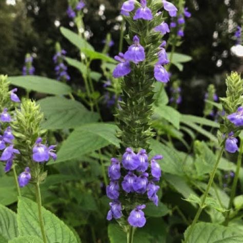 Salvia hispanica, commonly known as chia is a species of flowering plant in the mint family, Lamiaceae, native to central and southern Mexico and Guatemala. It is considered a pseudocereal, cultivated for its edible, hydrophilic chia seed, grown and commonly used as food in several countries of western South America, western Mexico, and the southwestern United States. Chia Seed Plant, Chia Plant, Growing Chia Seeds, Salvia Plant, Salvia Plants, Identify Plants, Peppermint Plants, Salvia Hispanica, The Tiny Seed