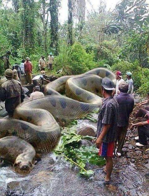 A photo of a giant anaconda allegedly shows the world’s largest snake, measuring over 134 feet in length. As expected, it’s fake. World Biggest Snake, Giant Anaconda, Anaconda Snake, Giant Snake, Regnul Animal, Largest Snake, Amazon River, Big Animals, Reptiles And Amphibians