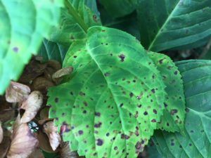 Hydrangea Diseases, Fruit Trees Garden Design, Hydrangea Plant Care, Tree Garden Design, Hydrangea Leaf, Hydrangea Plant, Fruit Tree Garden, Bigleaf Hydrangea, Hydrangea Leaves