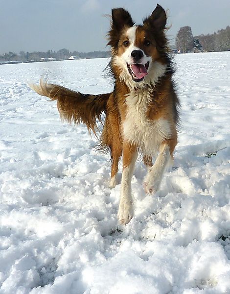 Welsh Border Collie Woody Welsh Sheepdog, Red Border Collie, Collie Breeds, Scotch Collie, Timesheet Template, Smartest Dogs, English Shepherd, American Shepherd, Herding Dogs