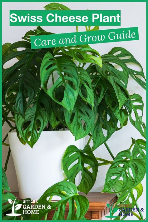 Monstera Plant Care, Low Light Indoor Plants, Monstera Adansonii, Swiss Cheese Plant, Plant Care Houseplant, Inside Plants, Smart Garden, Cheese Plant, Plant Aesthetic