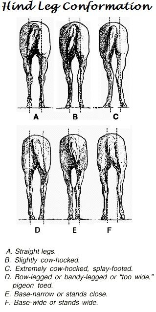 Hind Leg Conformation...Horse evaluation. apply it o people on the street one day. Yeah, Horse people do that All the time! Horse Confirmation, Horse Judging, Equine Anatomy, Equine Veterinary, Equine Care, Healthy Horses, Horse Facts, Horse Info, Horse Anatomy