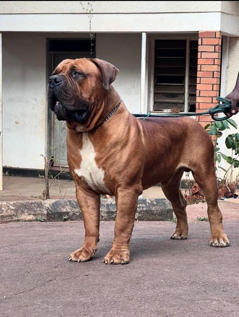 South African Boer Outfit, Black Boerboel Dogs, Boerboel Mastiff, Bull Mastiff Puppies, Boerboel Dog, Bull Mastiff Dogs, South African Boerboel, African Boerboel Mastiff, African Boerboel