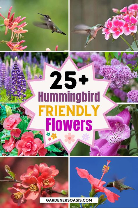 Hummingbird Plants: 25+ Of The Best Flowers That Attract Hummingbirds Hummingbird Carpet, Hummingbird Garden Plan, Hummingbird Garden Flowers, Plants To Attract Hummingbirds, Flowers Bush, Attracting Hummingbirds, Basket Flowers, Hummingbird Plants, Attract Hummingbirds