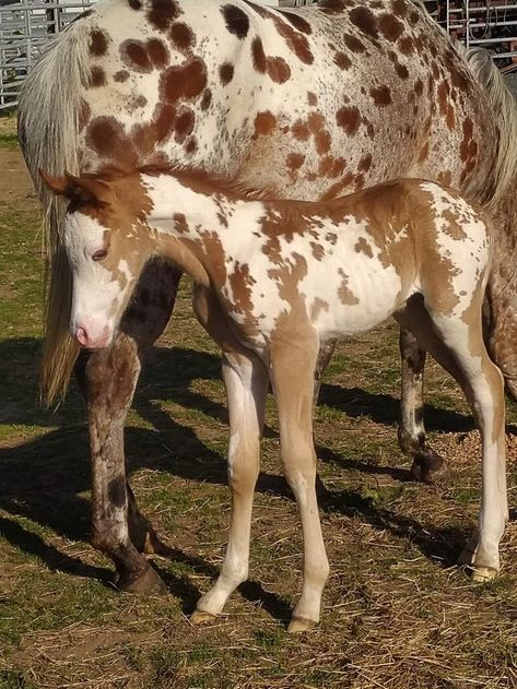 Overo Horse, Pinto Horses, Coat Ideas, Horse Coats, Horse Colors, Pinto Horse, Appaloosa, Coat Patterns, Horse Coloring