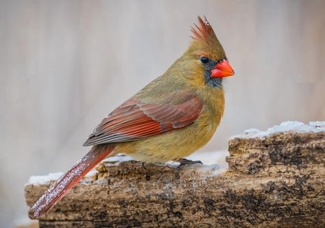 Cardinal Drawing, Tiny Bird Tattoos, Female Cardinal, Ice Storm, Northern Cardinal, Castles Interior, Christmas Bird, Cardinal Birds, Nature Birds