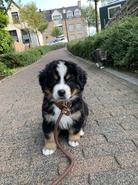 Berner Sennen Puppy, Berner Puppy, Burnese Mountain Dog, Berner Dog, Bernese Dog, Bernese Mountain Dog Puppy, Really Cute Puppies, Best Dog Breeds, The Middle Ages