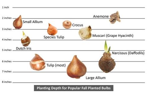 Bulb Layering, Fall Bulb Planting, Flower Bulb, Fall Bulbs, Daffodil Bulbs, Flower Bulbs, Garden Bulbs, Spring Bulbs, Fall Plants