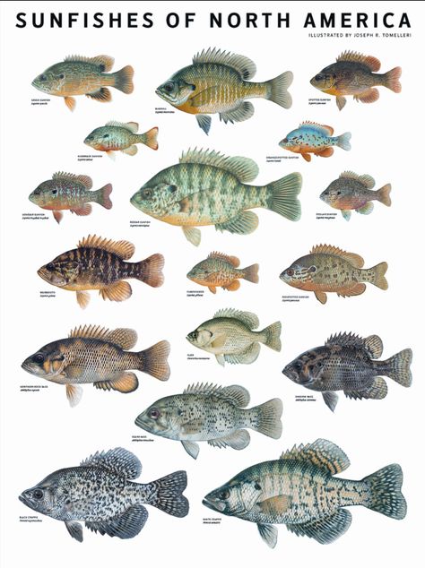 You've likely seen the stellar fish art of Joseph Tomelleri  before and I recently came across this very worthy Year of the Bluegill  poste... Fish Chart, America Poster, Fish Types, Fish Hunter, Fish Carving, Crappie Fishing, Fishing Techniques, Types Of Fish, Freshwater Fishing