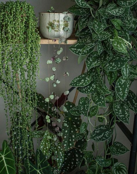 Hanging Plant Decor Ideas, Hanging Plant Decor, Silver Pothos, Plant Decor Ideas, Ceropegia Woodii, Plant Goals, Plants Are Friends, Hydroponic Plants, Plants For Hanging Baskets