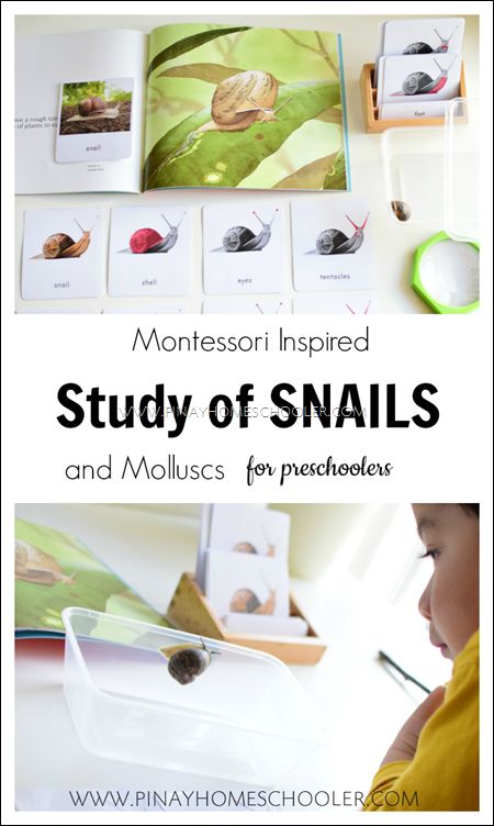 Snails Preschool, Snail Life Cycle, Mini Beasts, Montessori Art, Montessori Preschool, Montessori Ideas, Teacher Memes, Preschool Science, Afterschool Activities